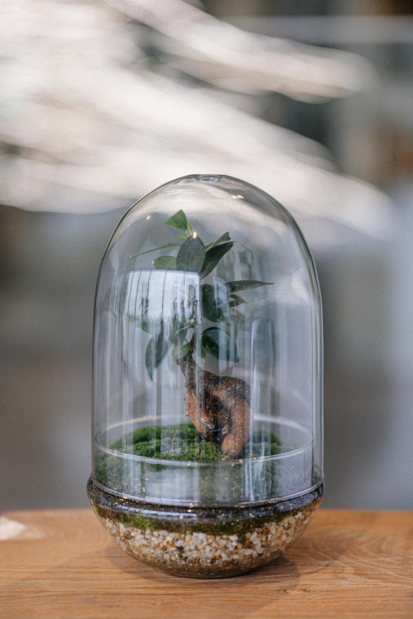 Лес в стекле cloche Гинсенг