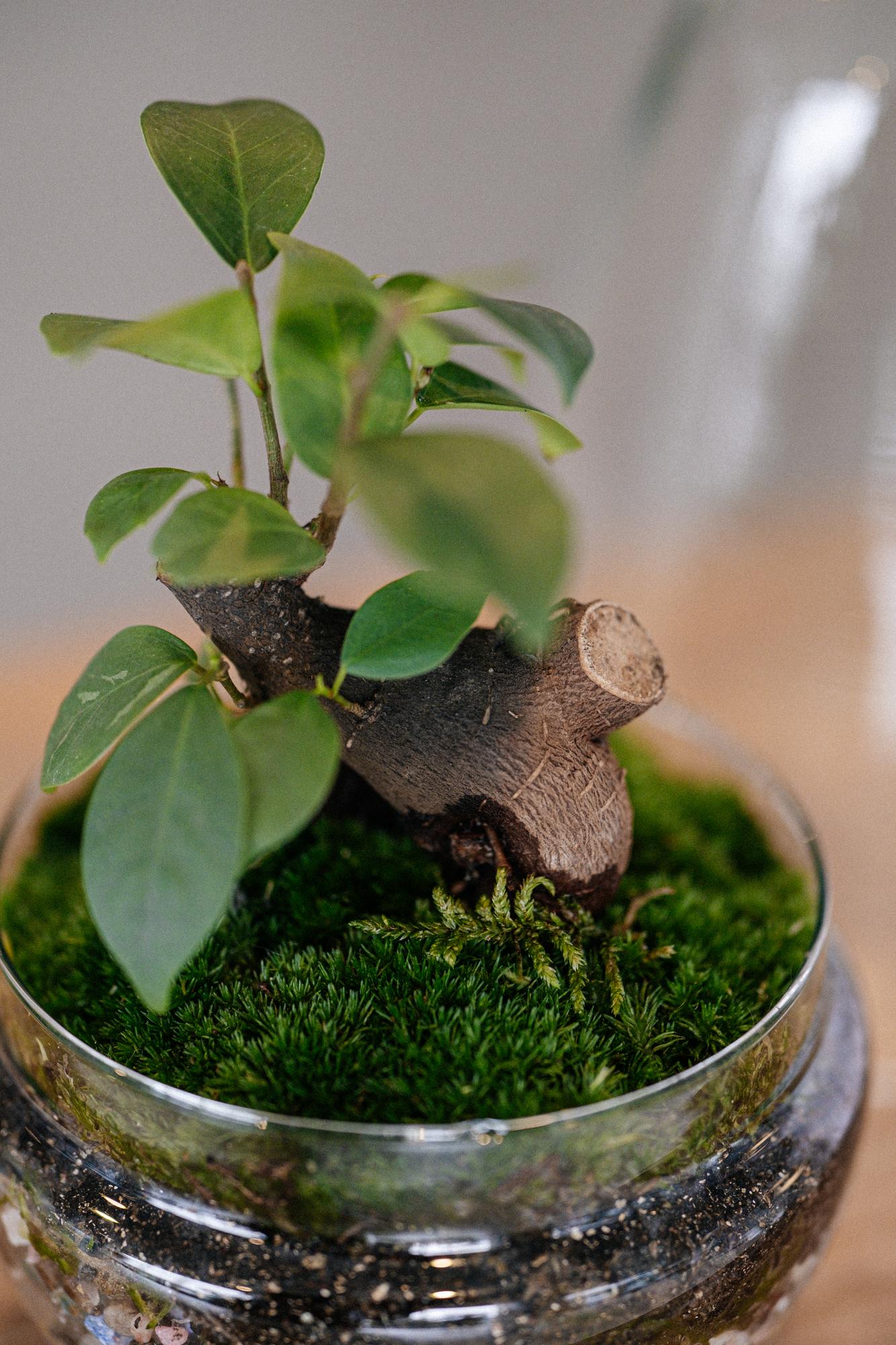 Лес в стекле cloche mini