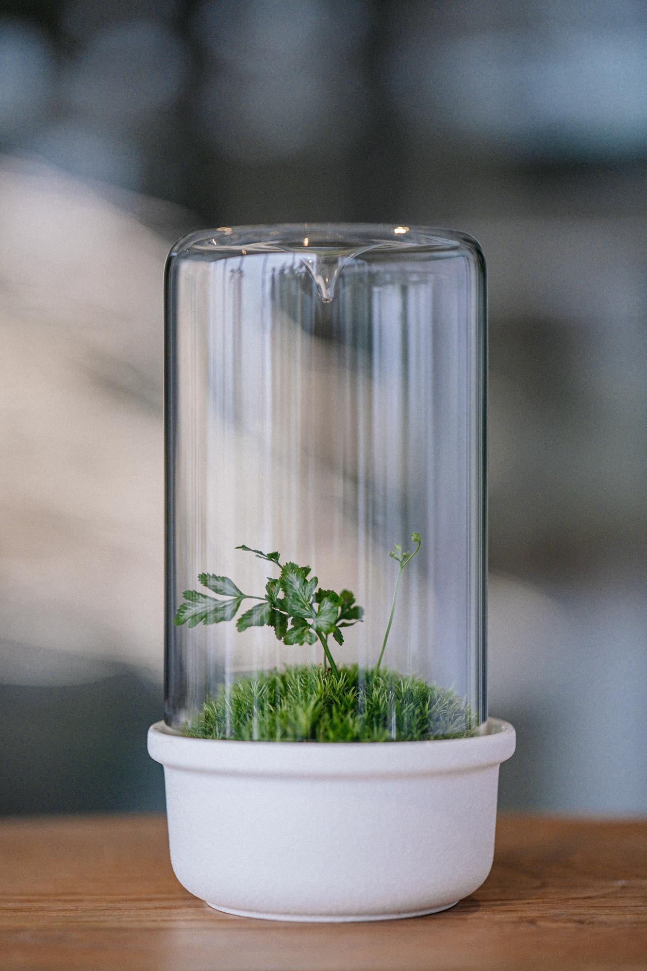 Лес в стекле Dome 100