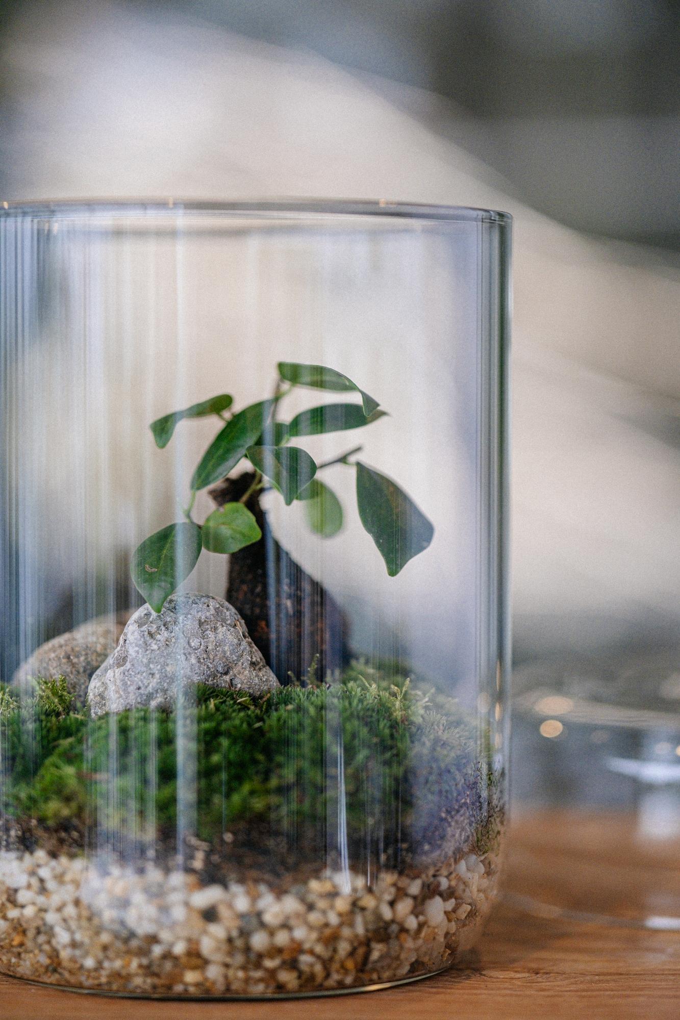 Лес в стекле Biolark XL