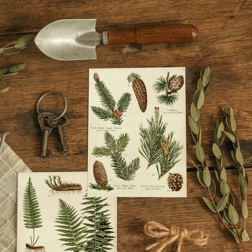 "Ботаника. Хвойные" почтовая открытка для посткроссинга