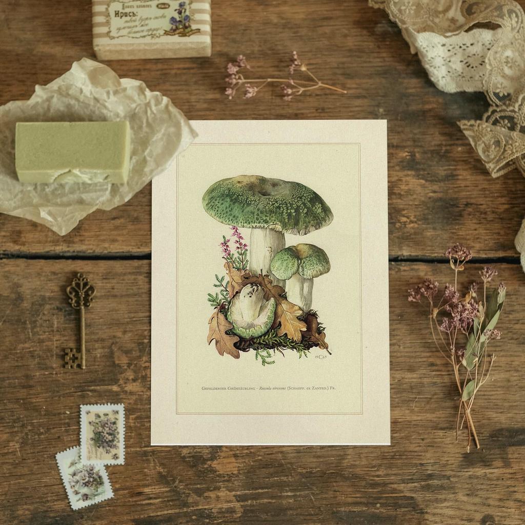 "Сыроежка обыкновенная" почтовая открытка для посткроссинга