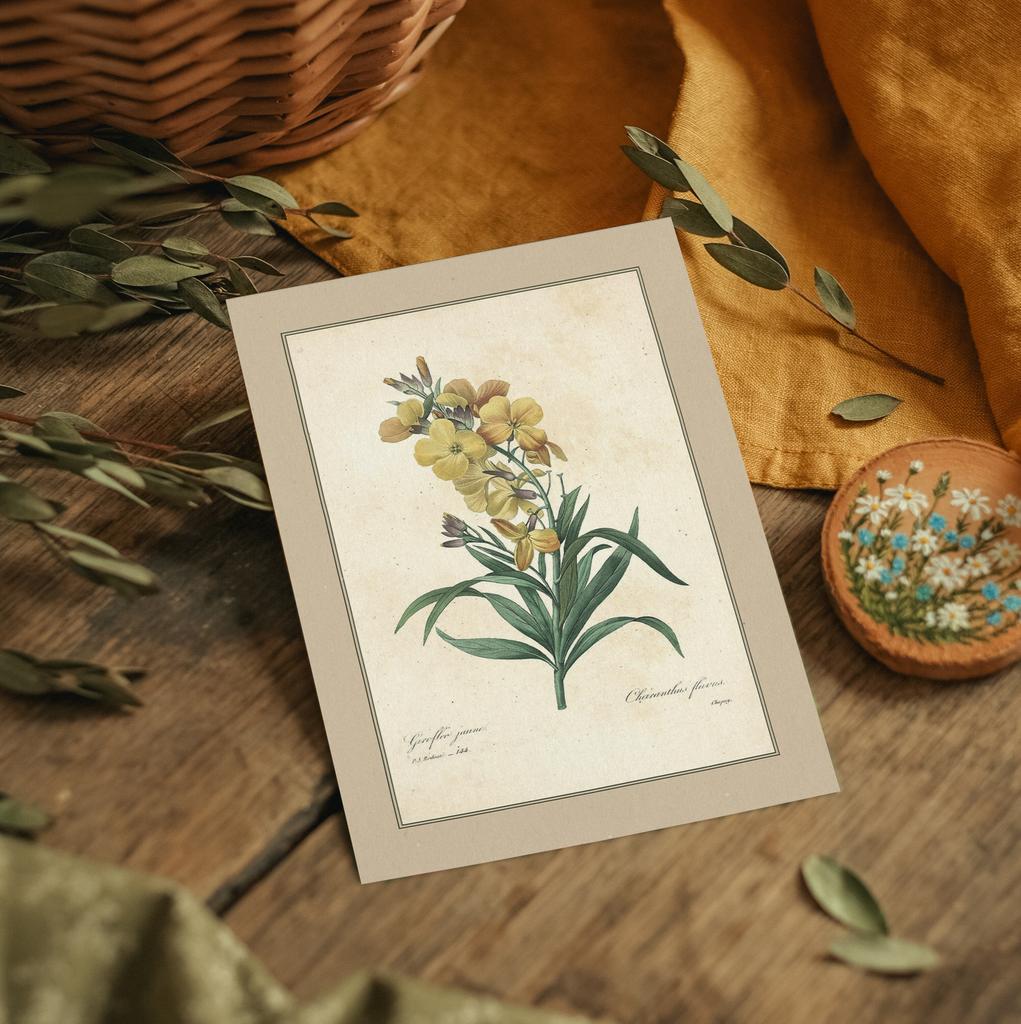 "Гирофлец жёлтый" почтовая открытка для посткроссинга