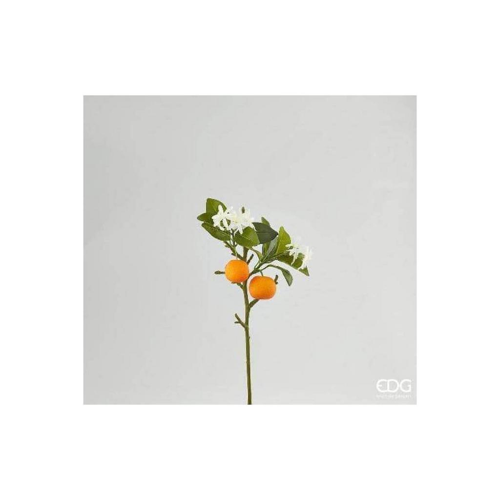 Ветка цветущего мандарина