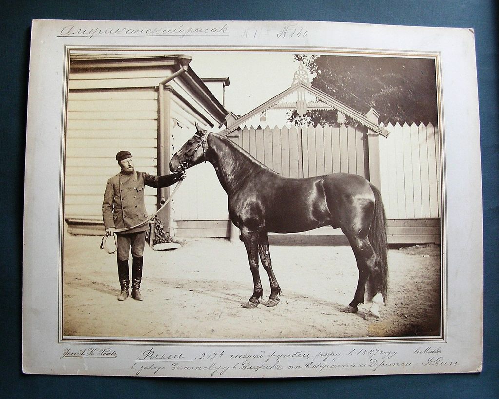 А.К. Хомяк Гнедой Флеш