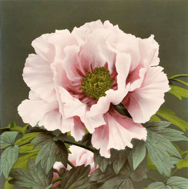 Японская интерьерная фотография