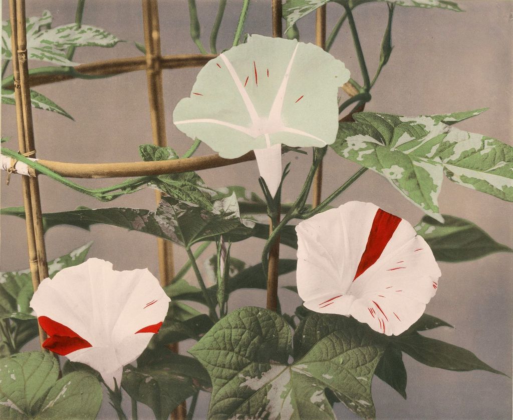 Японская интерьерная фотография