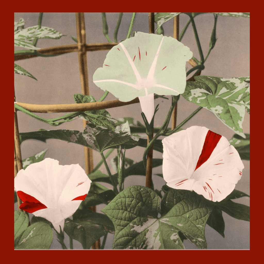 Вьюнок Япония 19 век