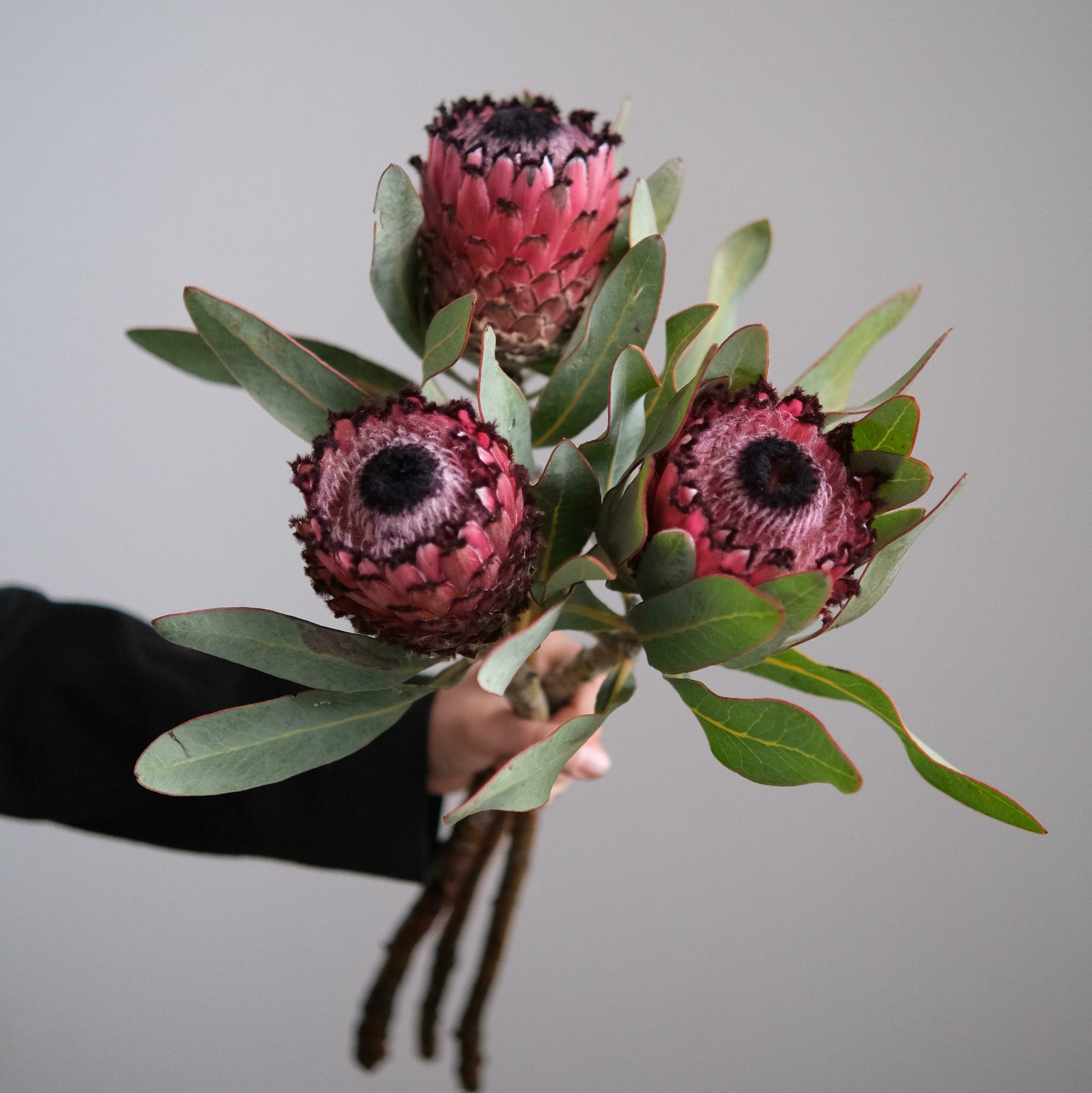 Моно протей