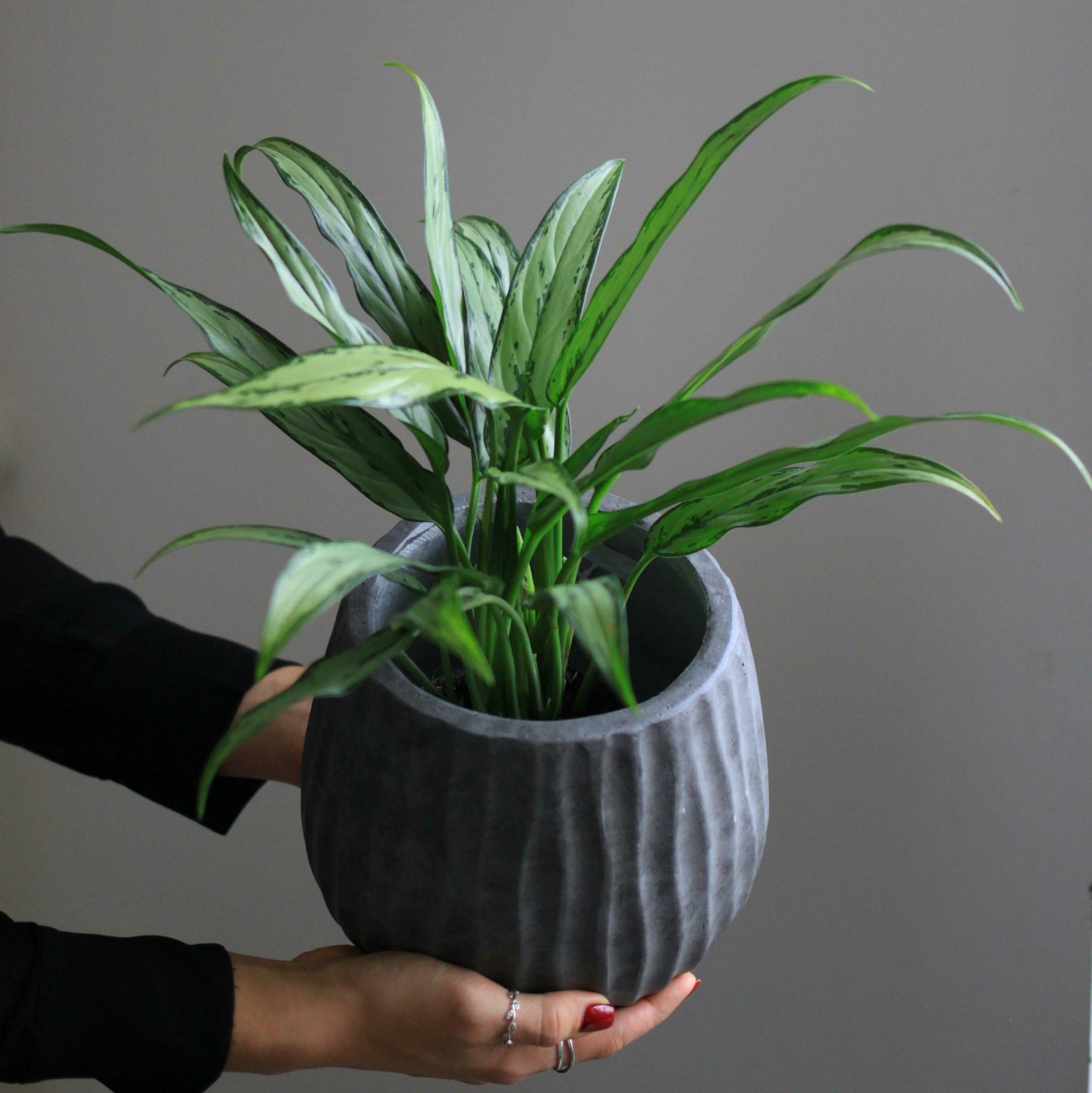 Аглаонема в ассортименте