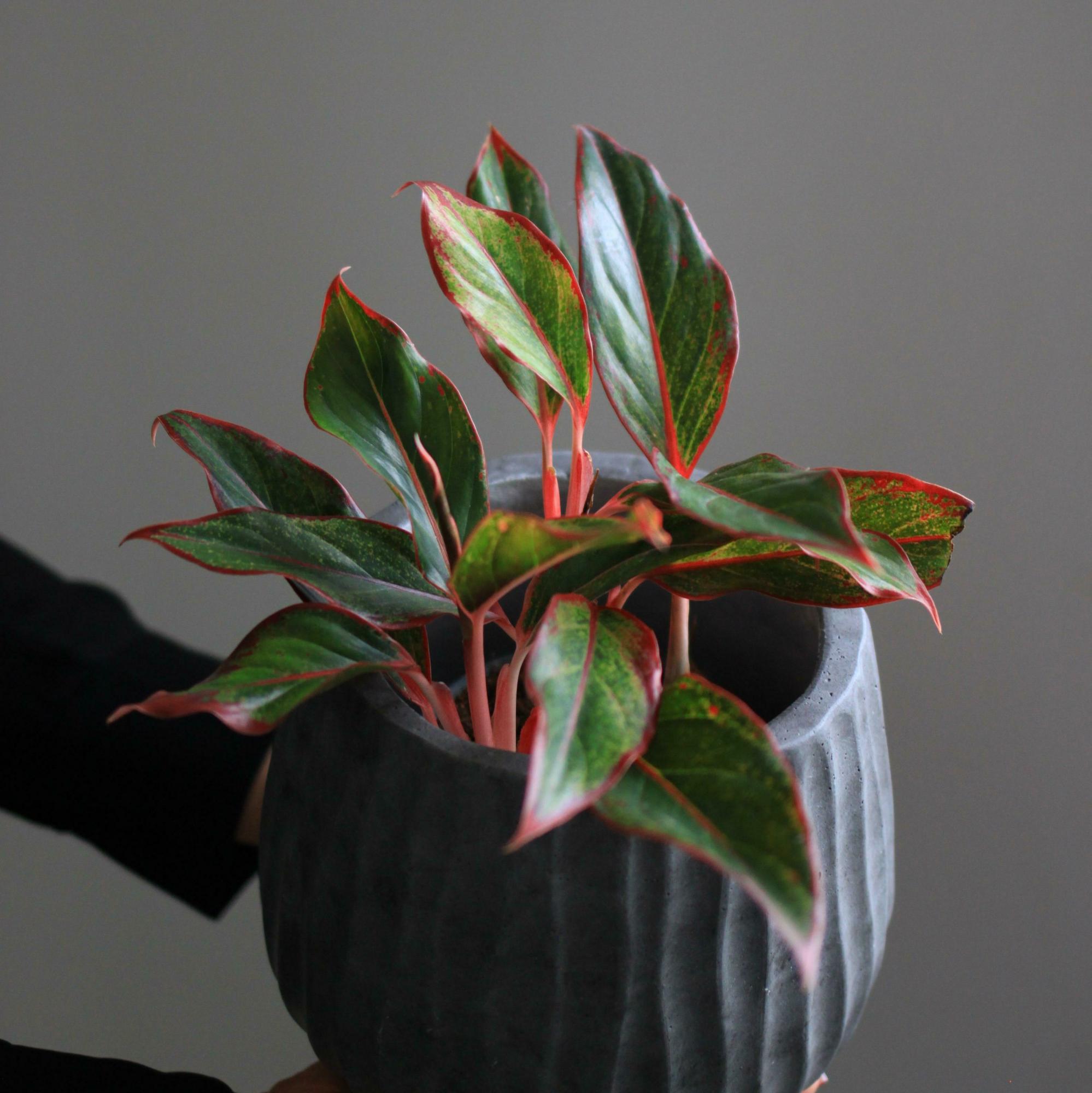 Аглаонема в ассортименте