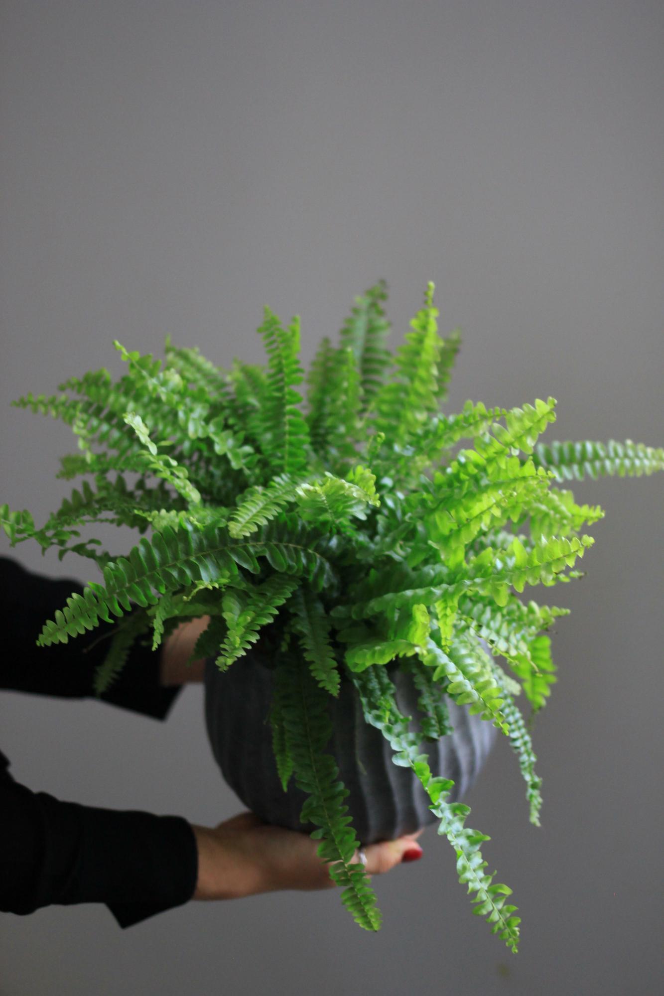 Папоротник