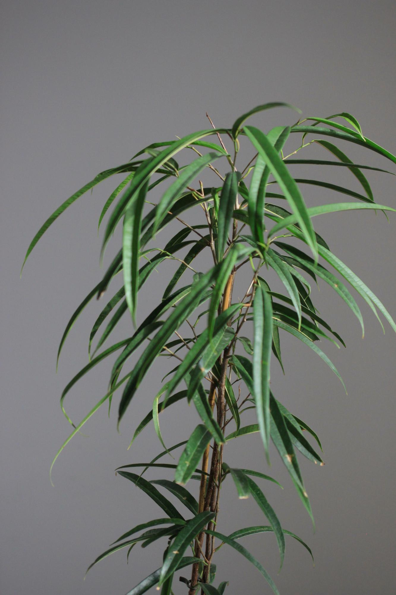 Фикус биннедика