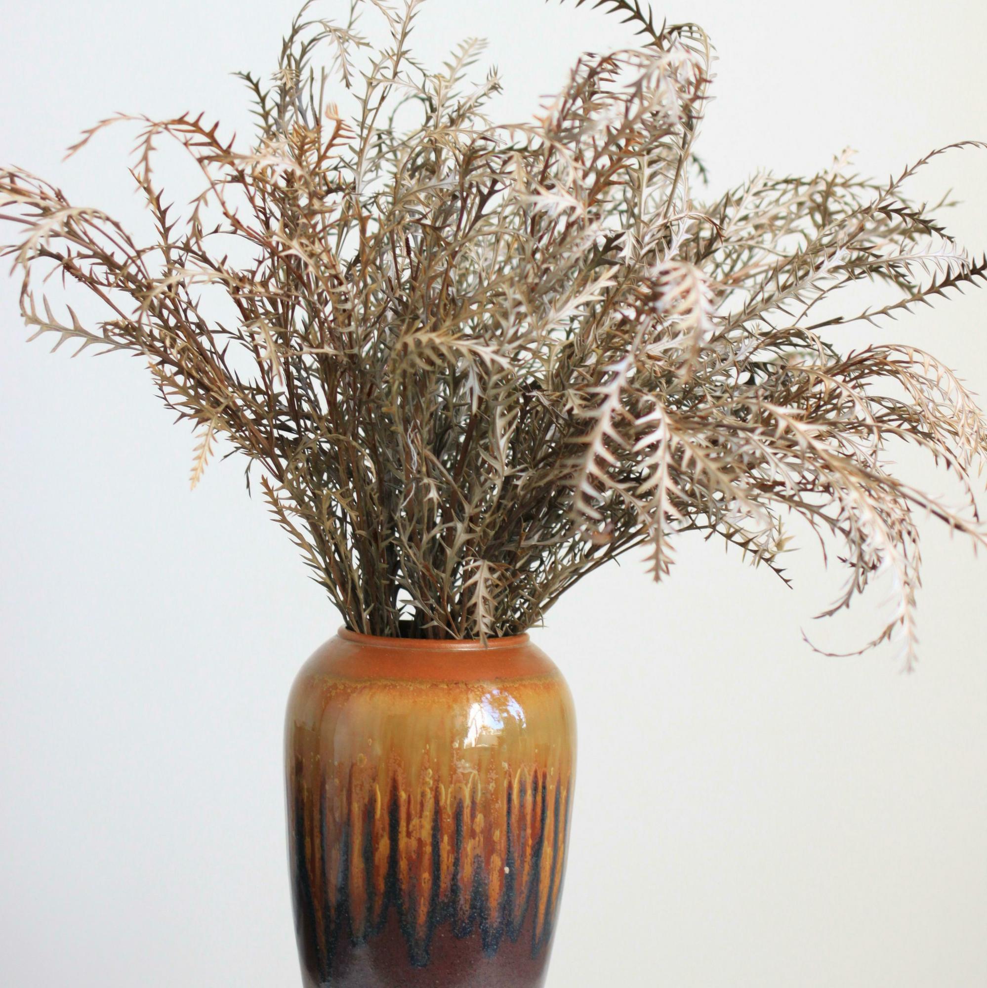 Ветки гревиллеи сухие