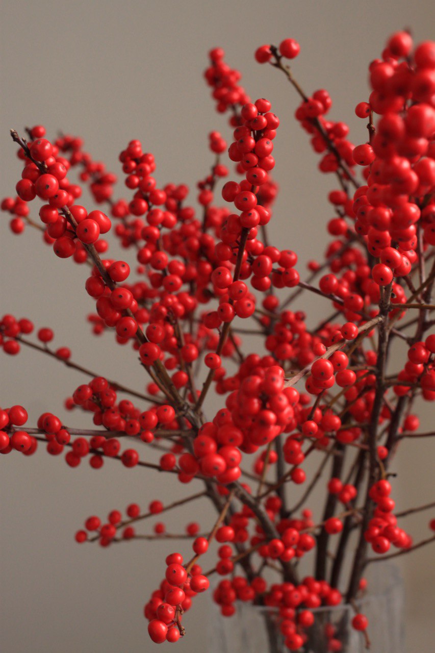 Моно букет илекса