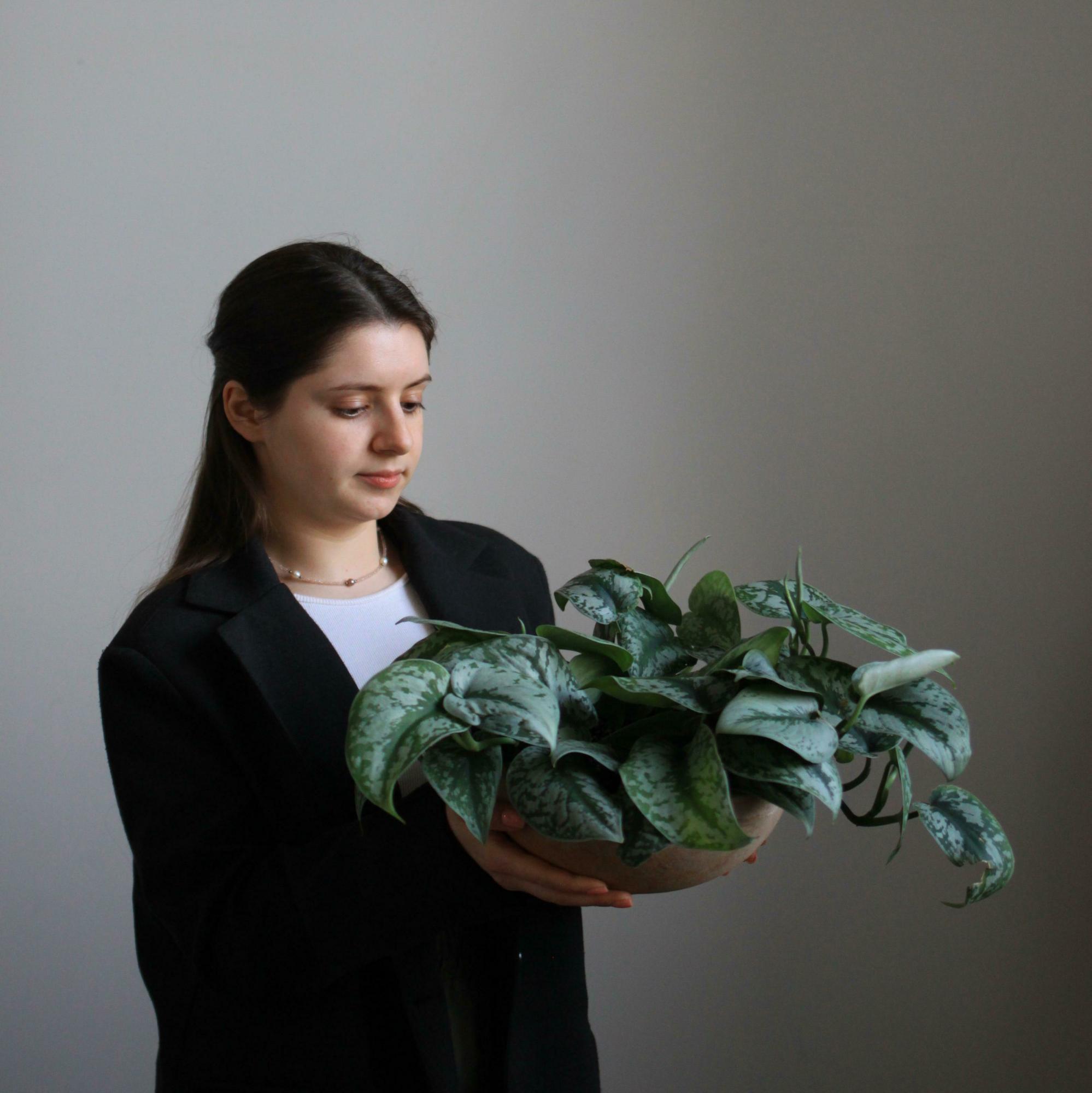 Сциндапсус