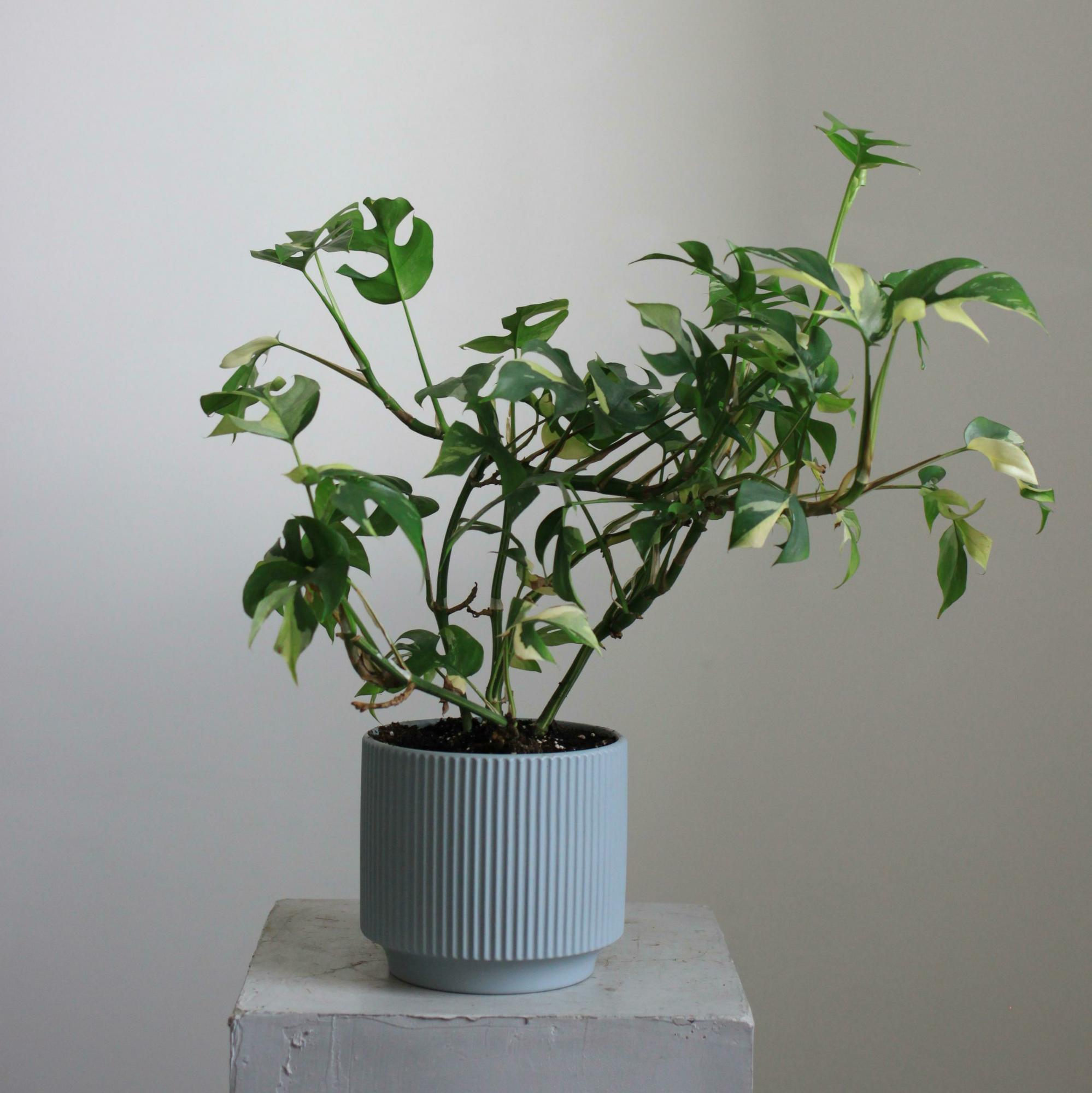 Монстера Вариегатная