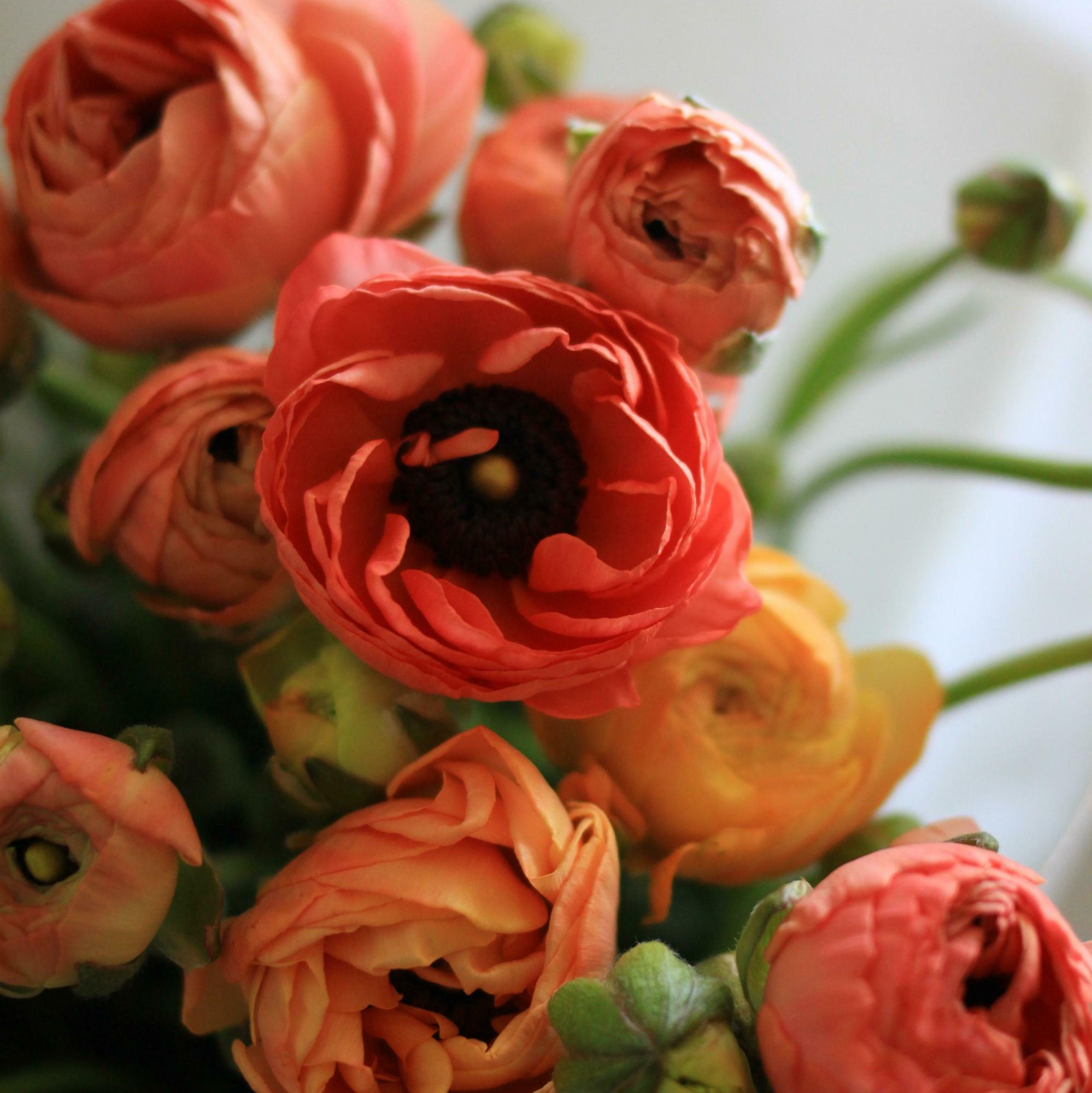 Моно персиковых ранункулусов