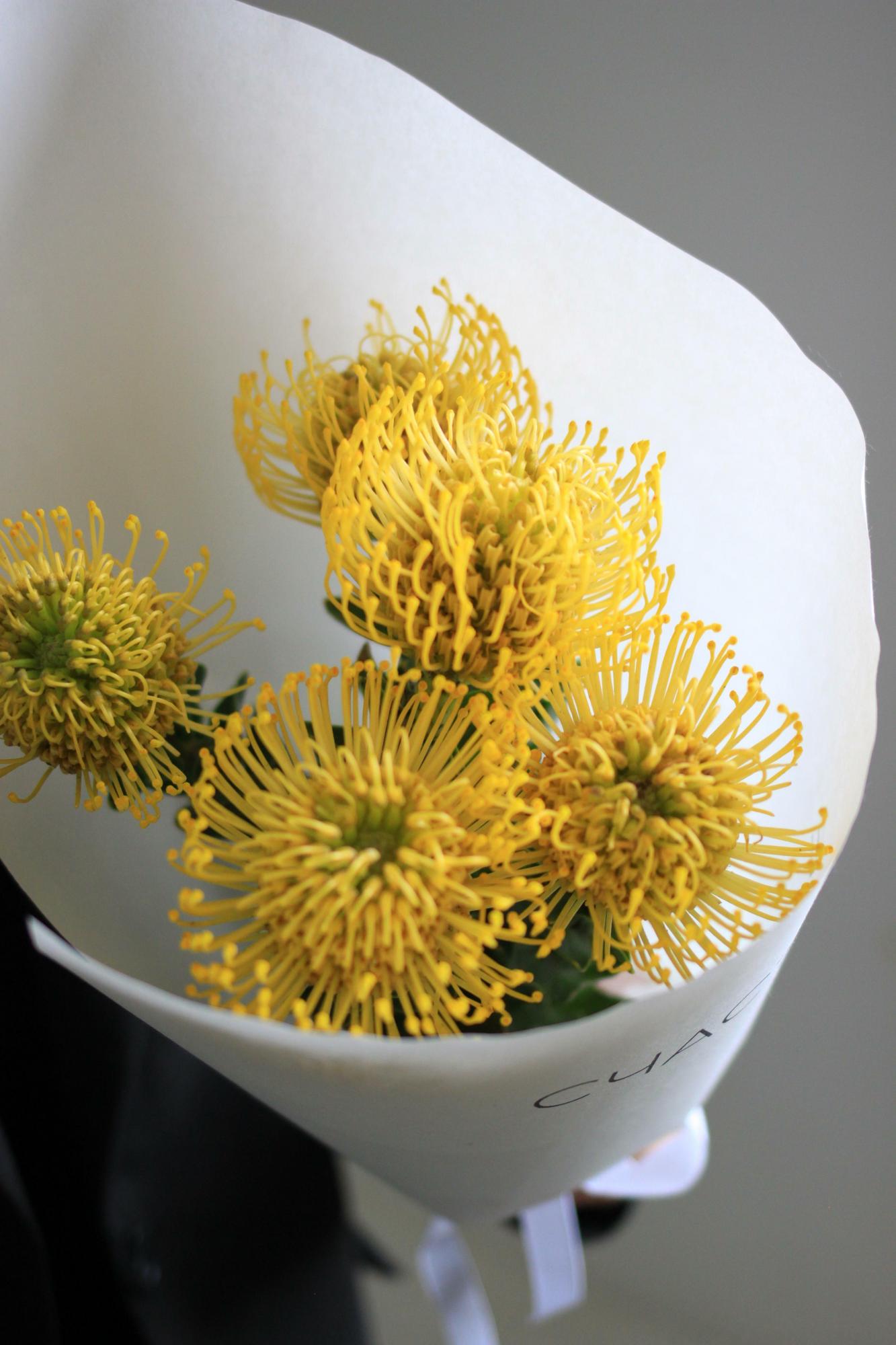 Моно нутанов