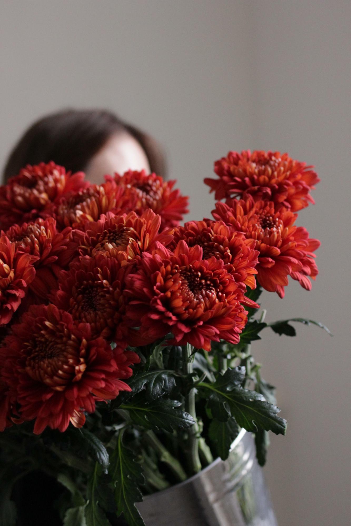 Карамельные хризантемы