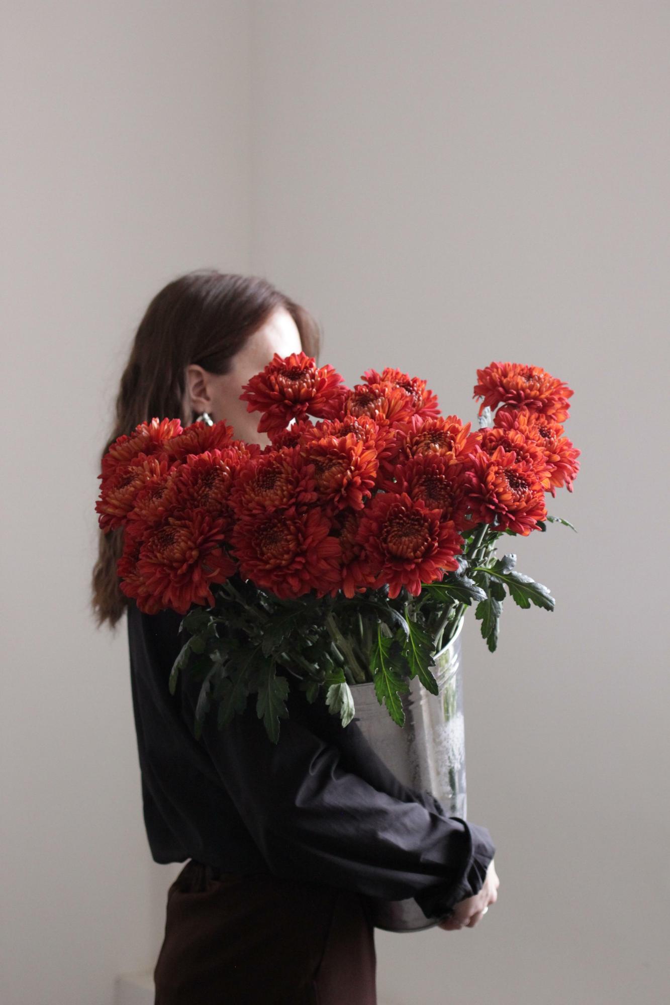 Карамельные хризантемы