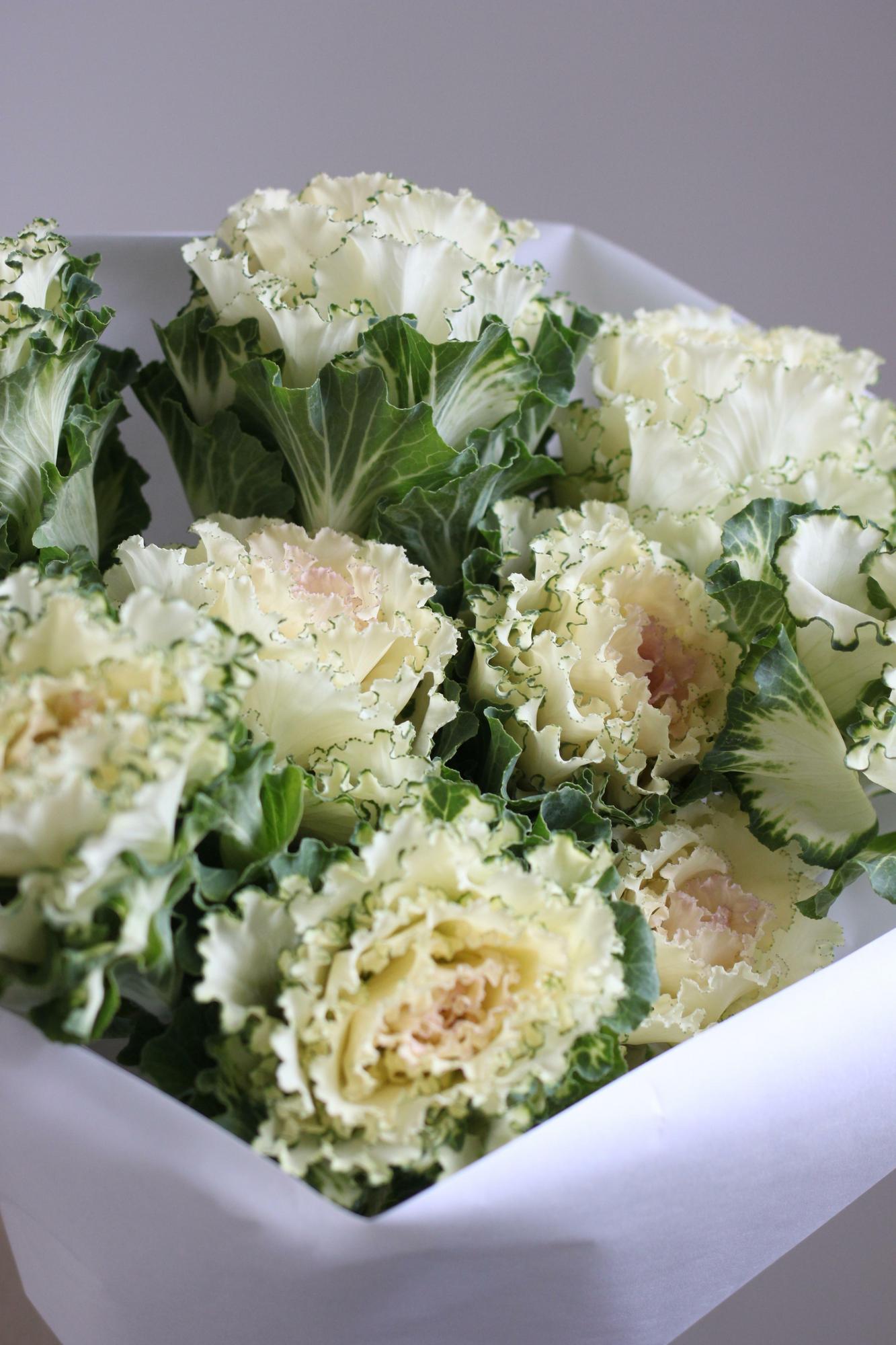 Моно из брассики