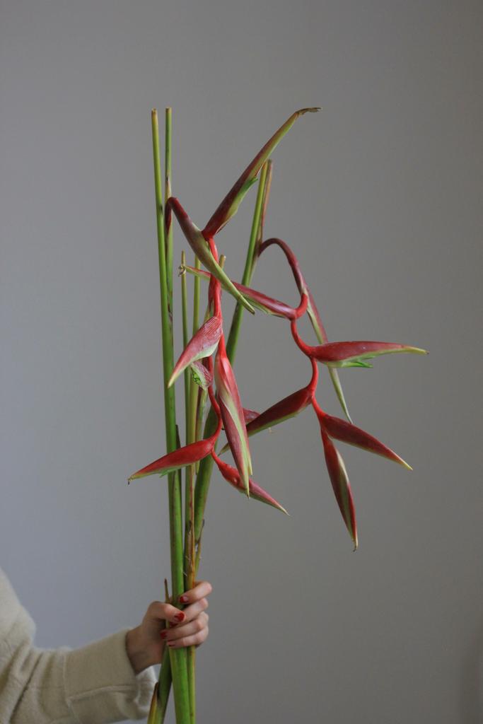 Моно букет геликонии