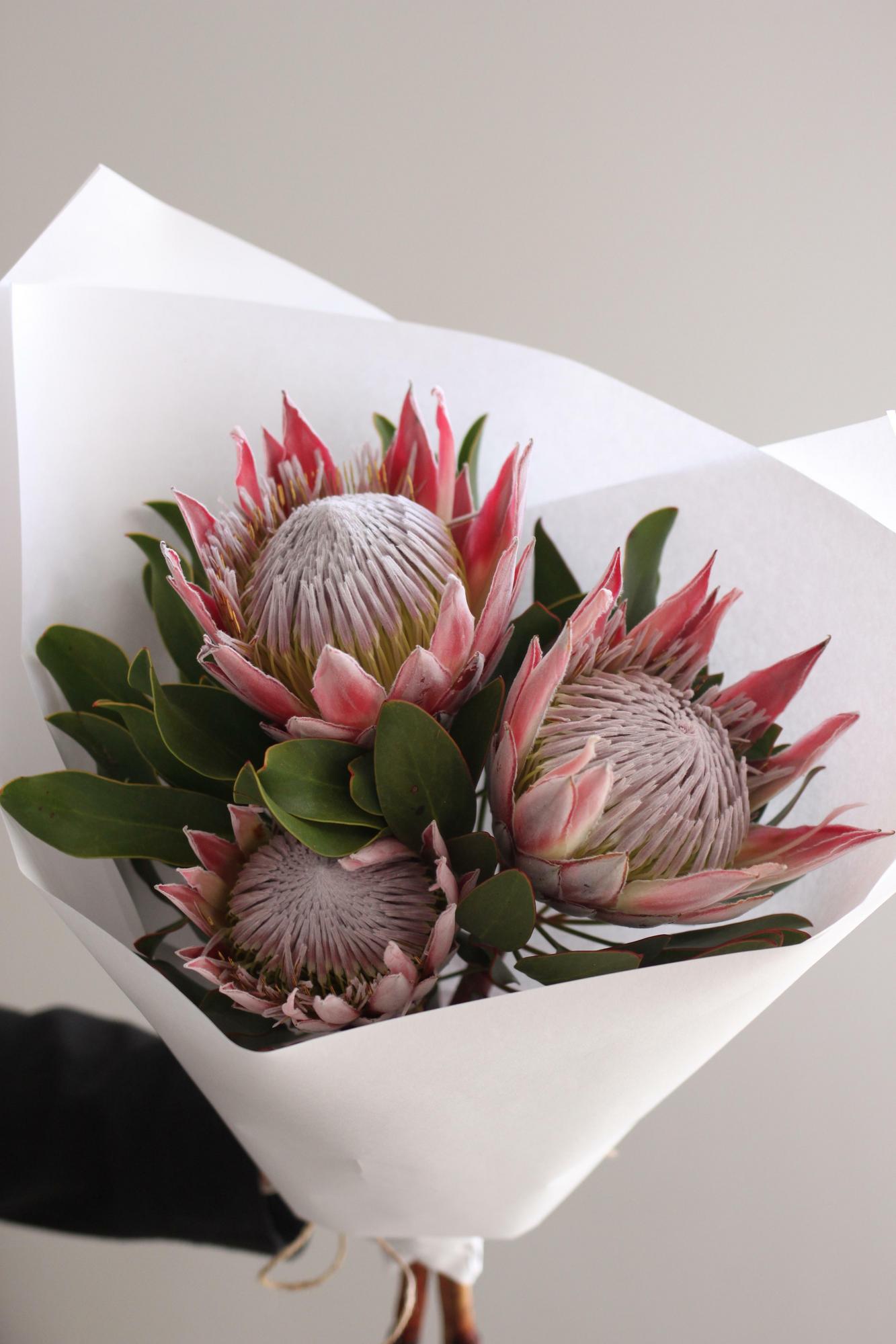 Моно протеи