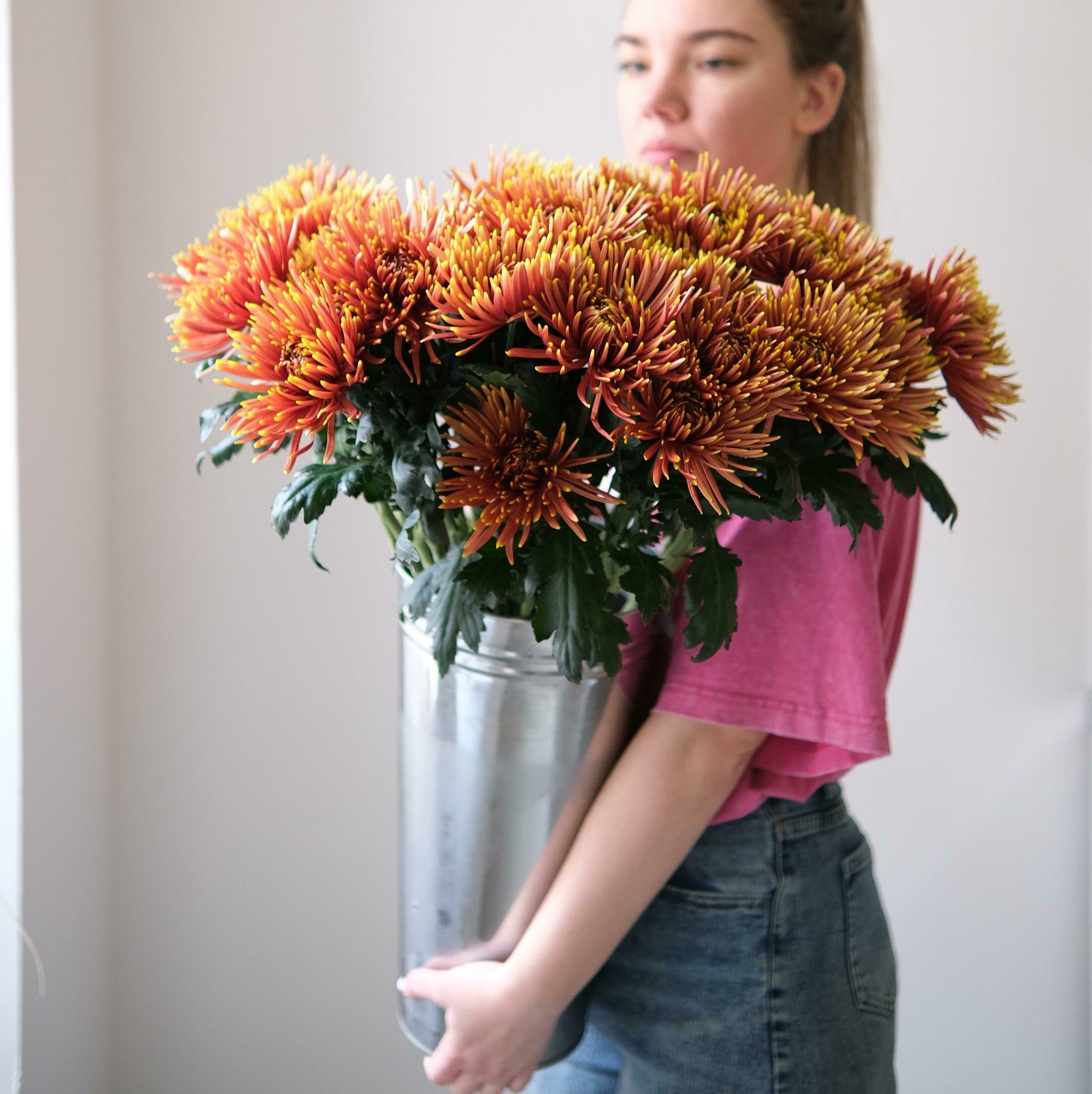 Моно хризантем сорта Сафина