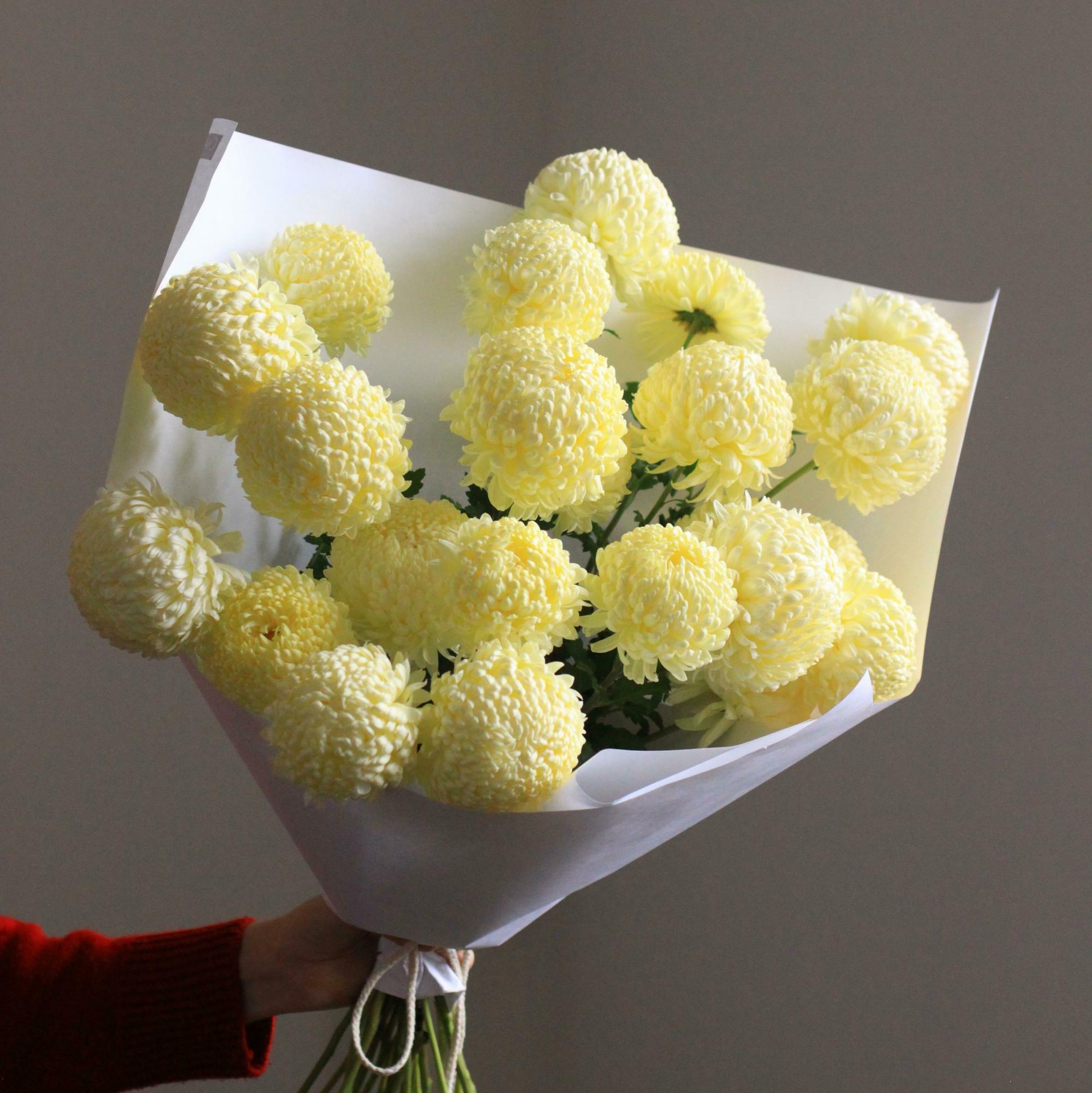 Моно зефирных хризантем