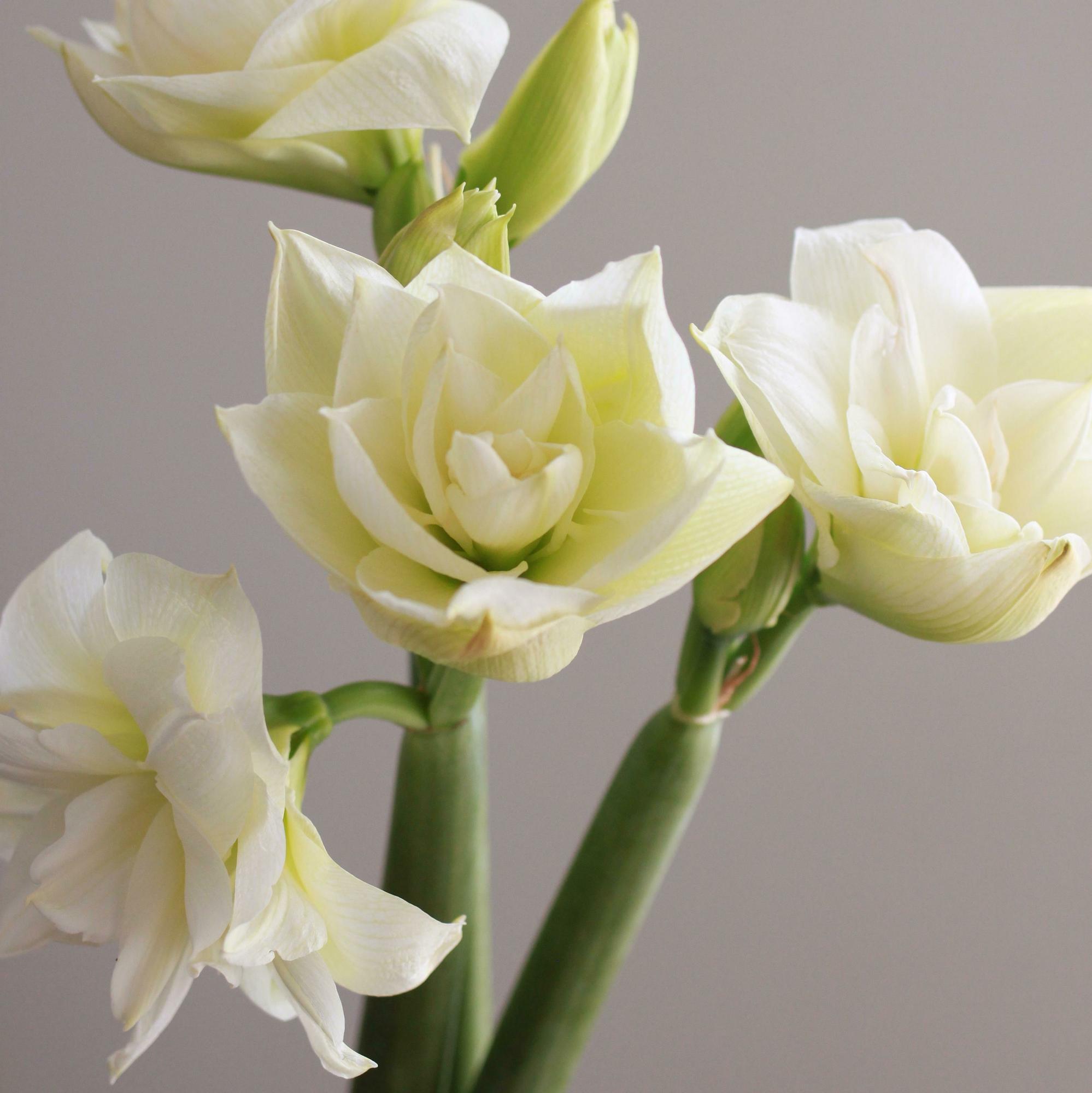 Букет амариллисов