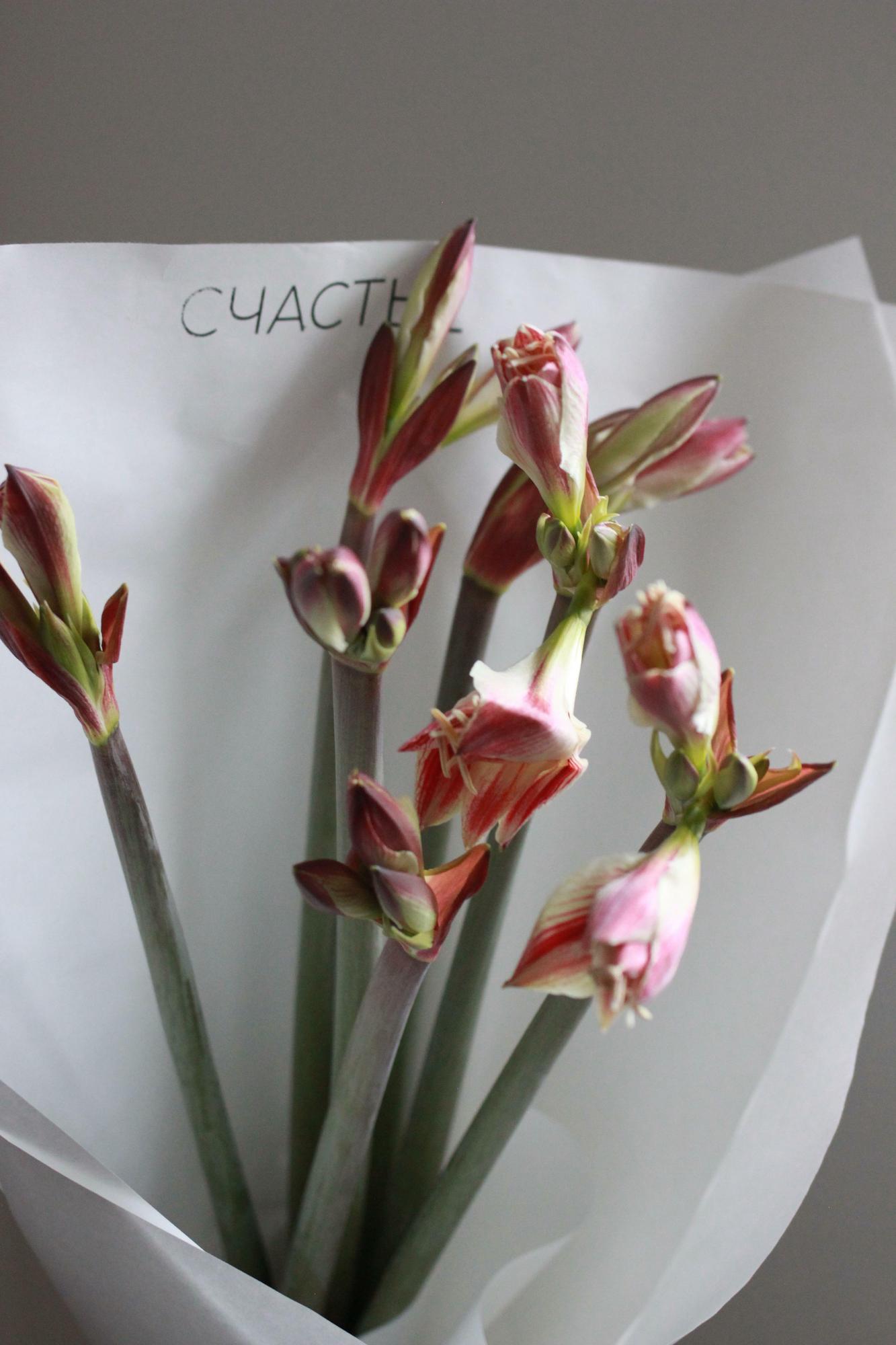 Букет амариллисов