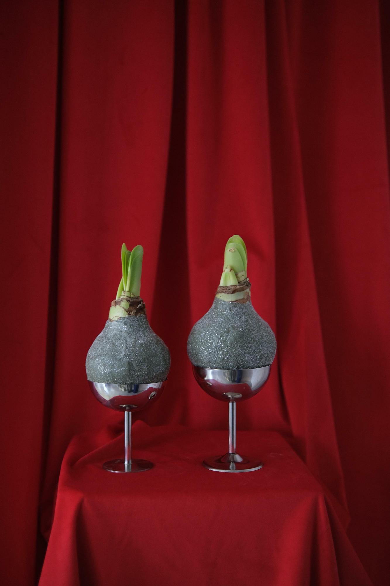 Луковица амариллиса