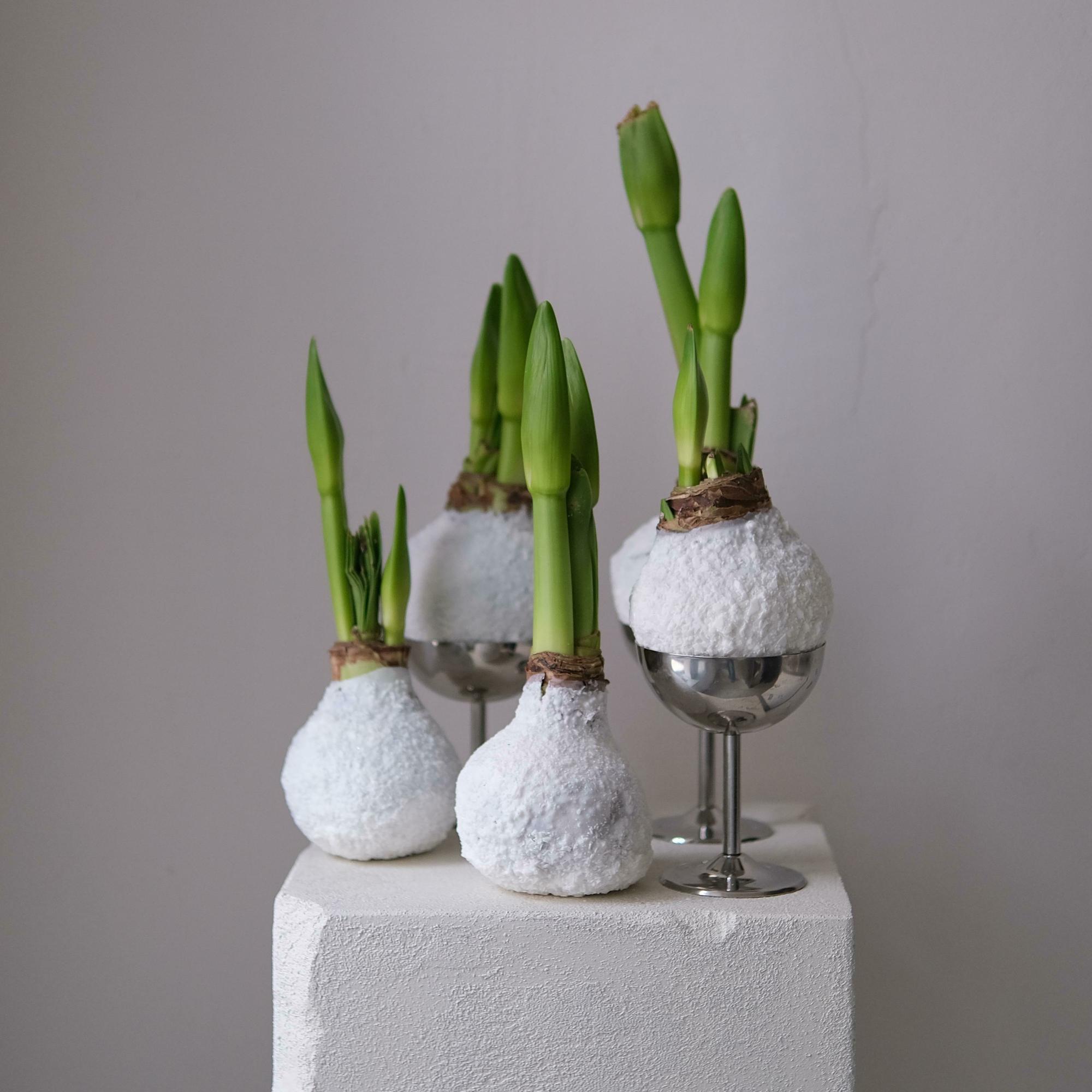 Луковица амариллиса