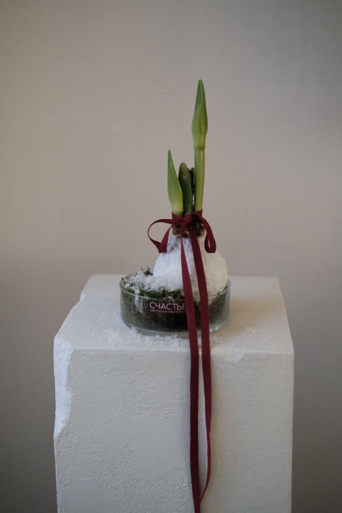 Луковица амариллиса в стекле