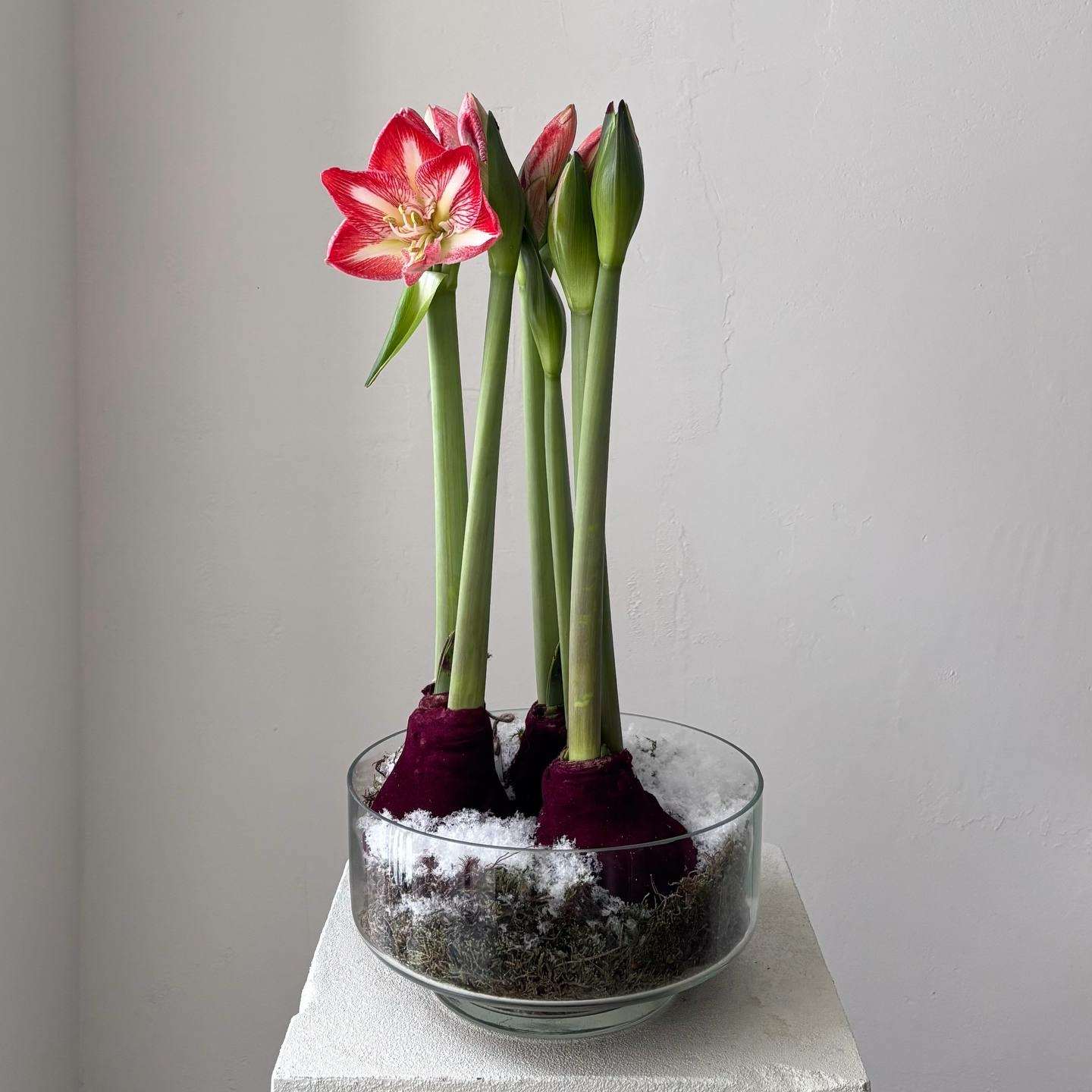 Ваза с амариллисами 3 шт в бархате