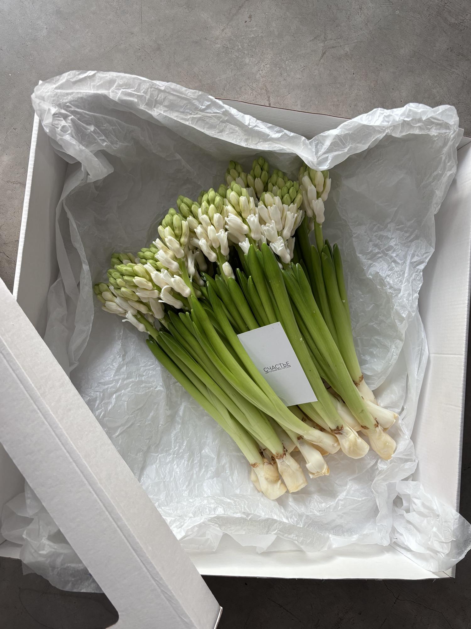 Моно гиацинтов