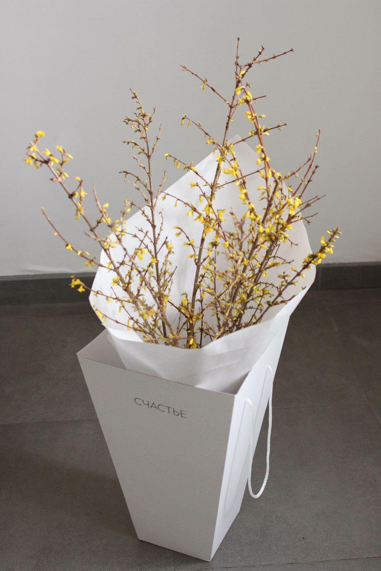 Моно форзиции