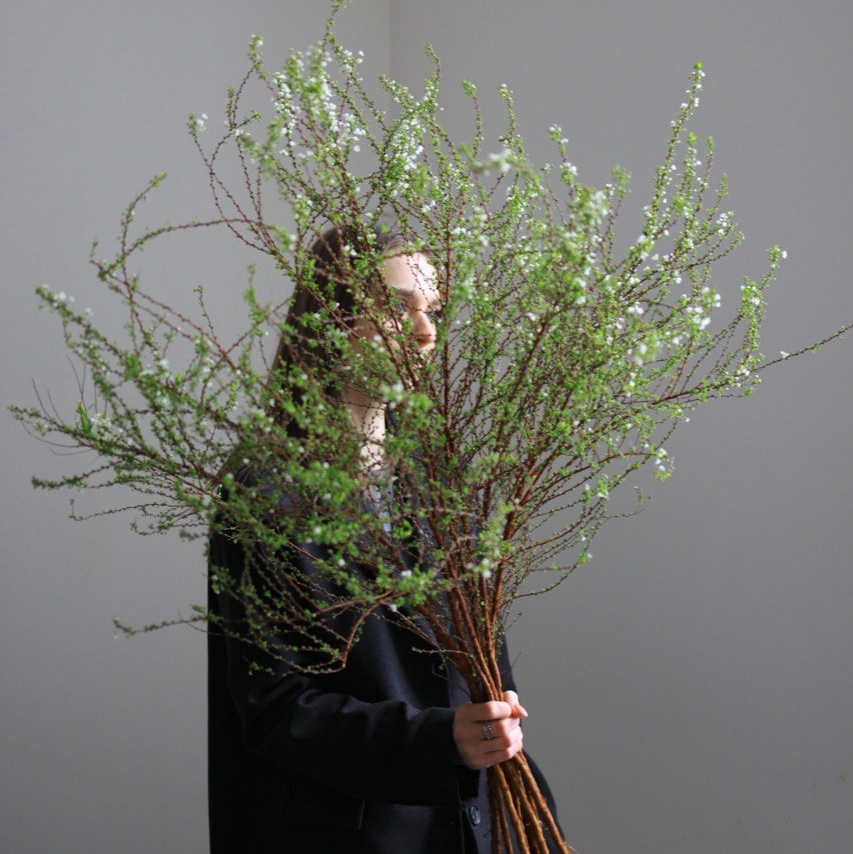 Моно Спиреи