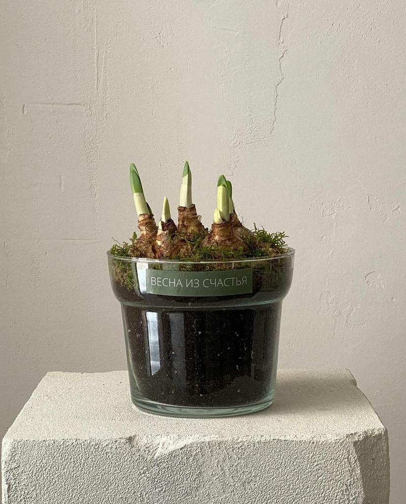 луковичные нарциссы