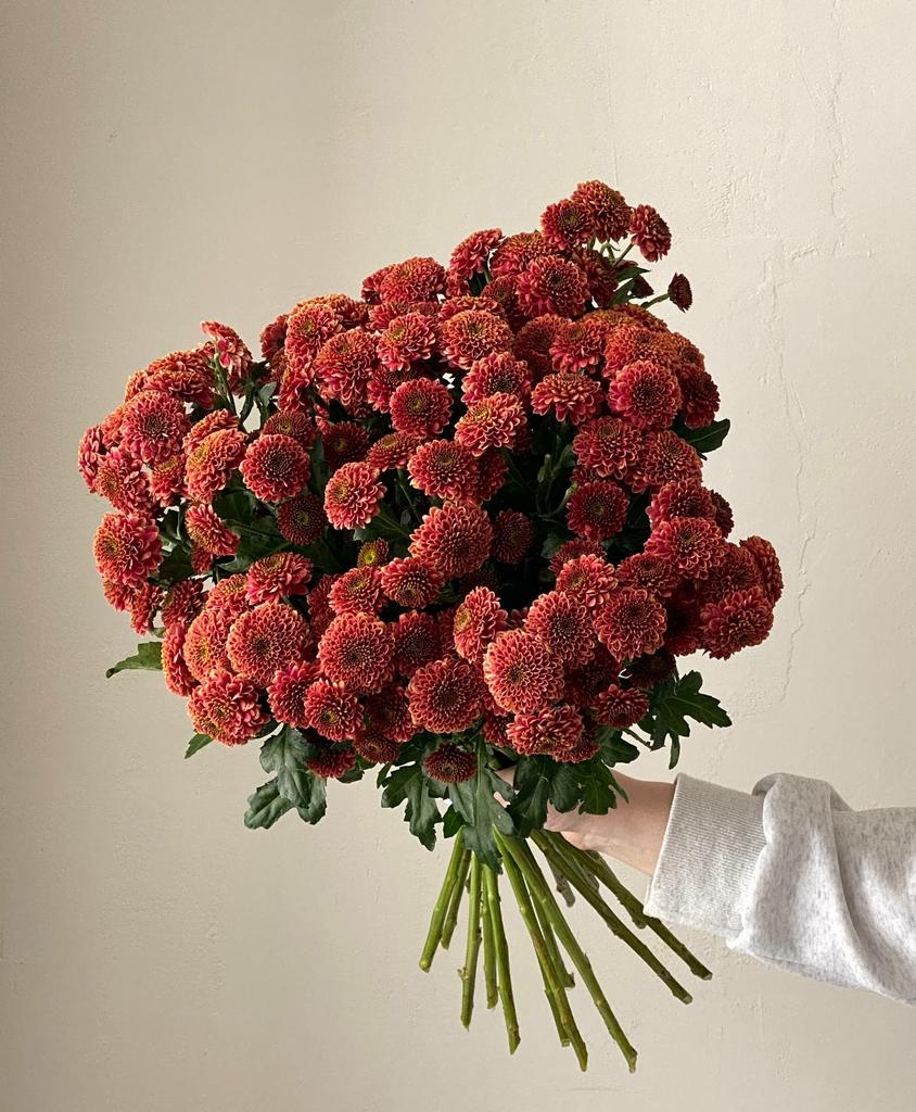 хризантема кустовая черри