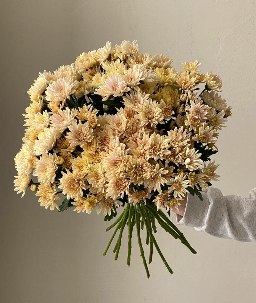 хризантема кустовая ванилла