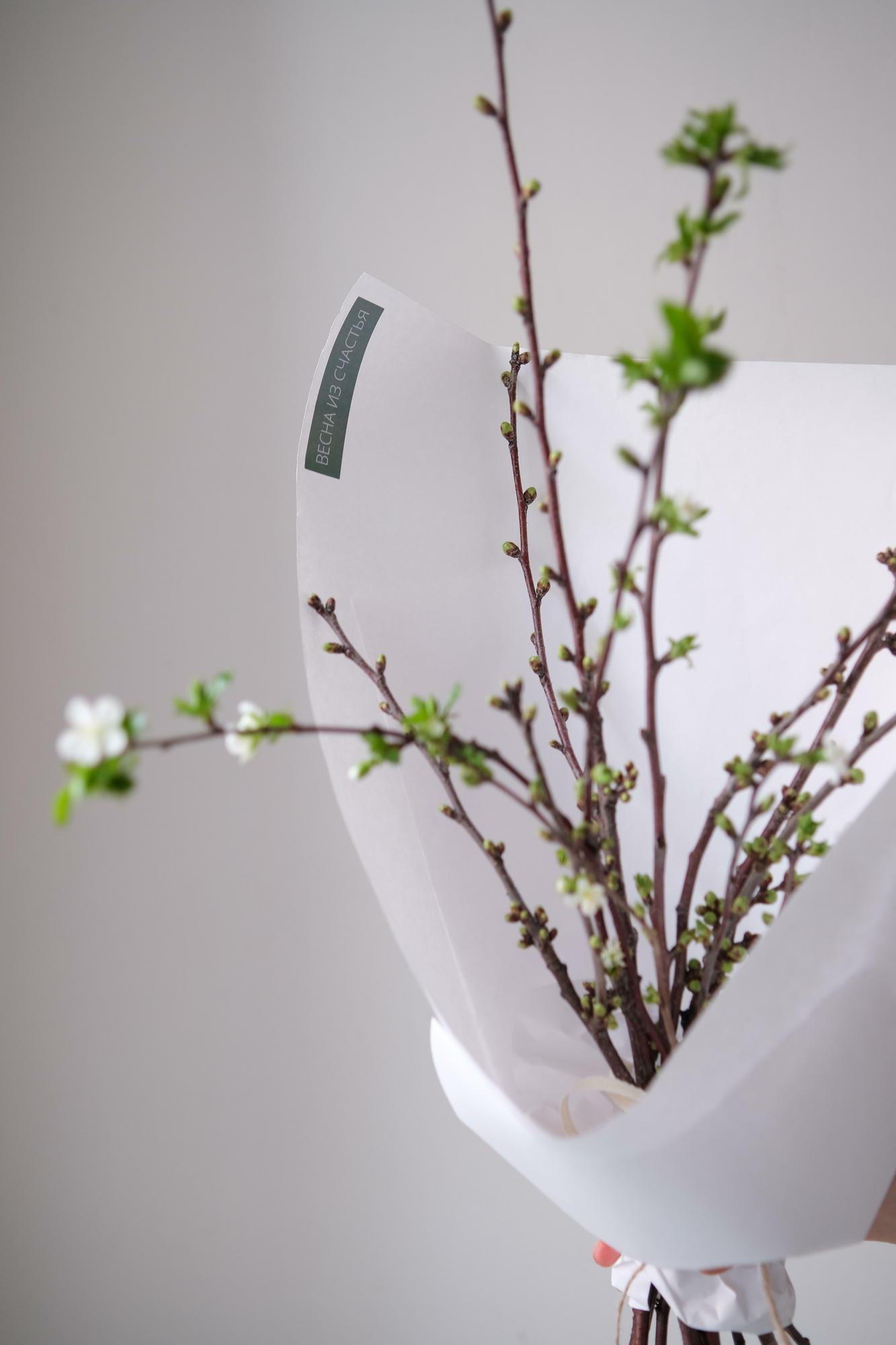 Цветущие веточки вишни