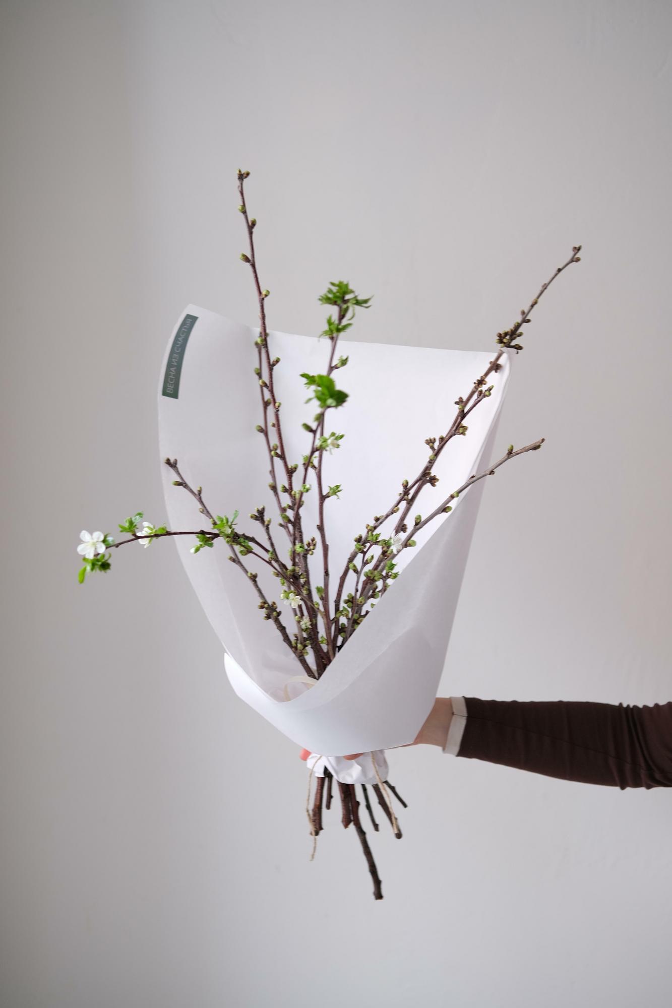 Цветущие веточки вишни