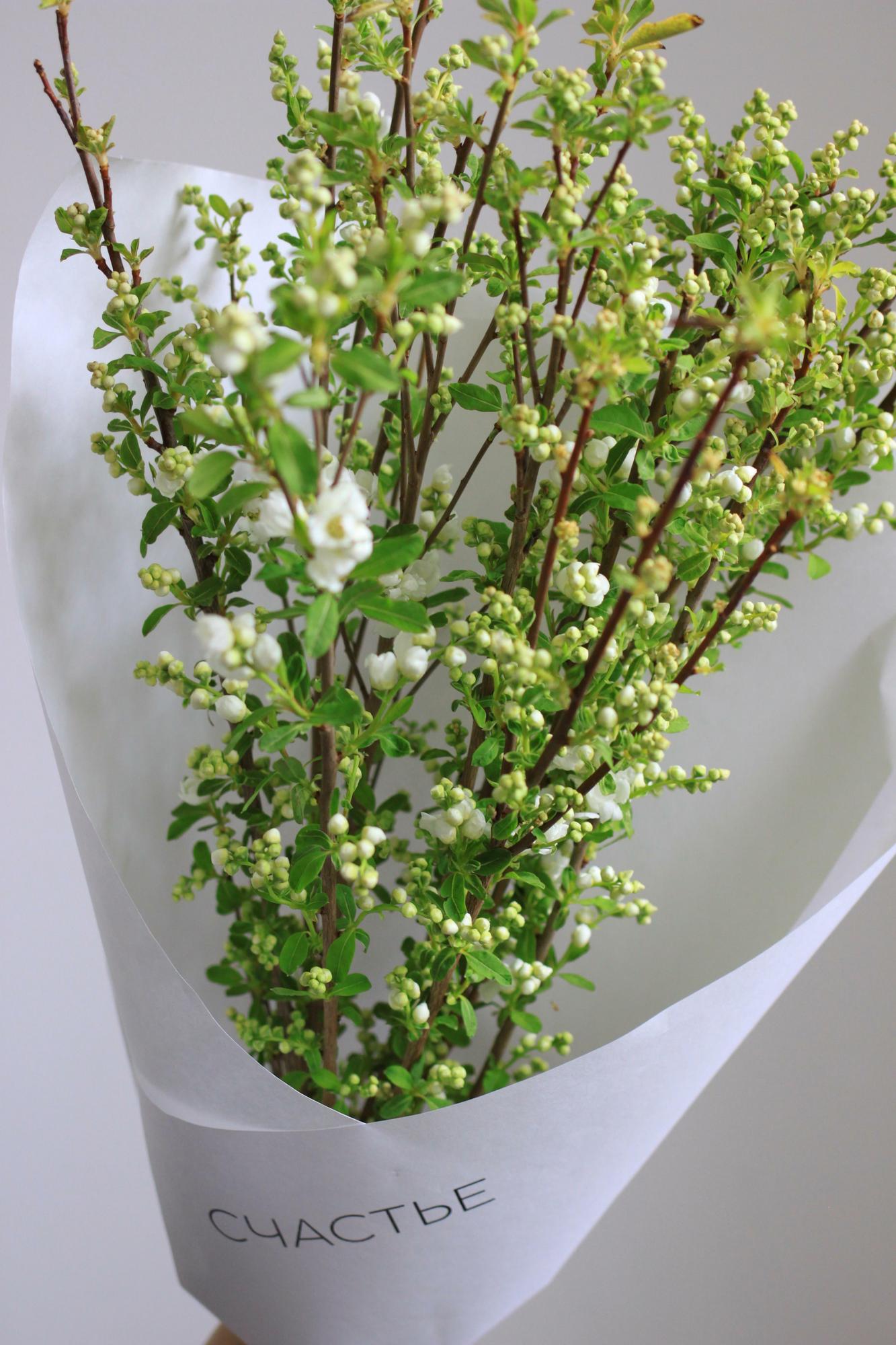 Моно цветущей экзохорды