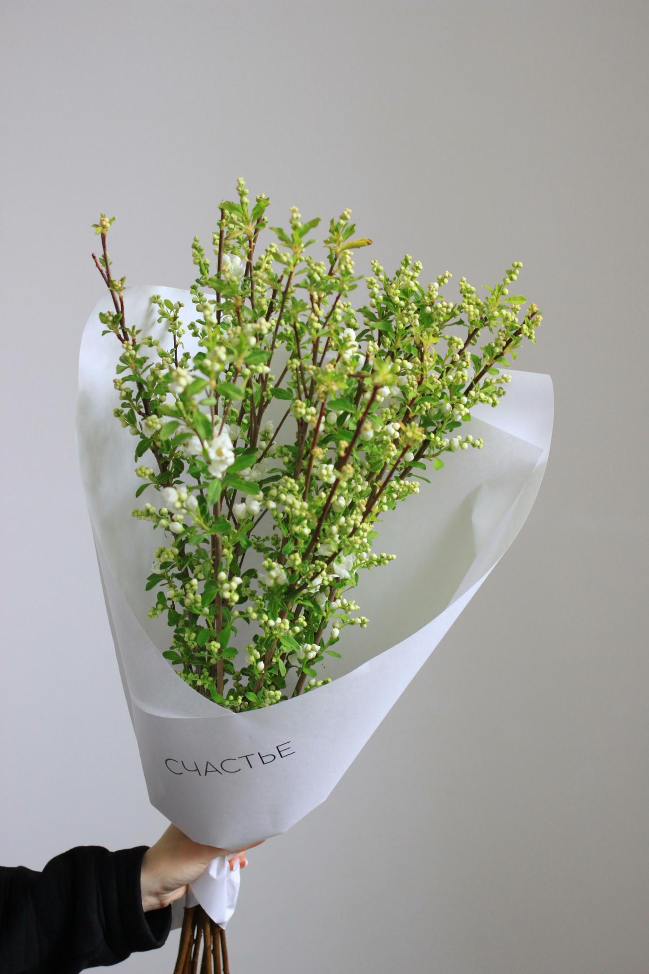 Моно цветущей экзохорды