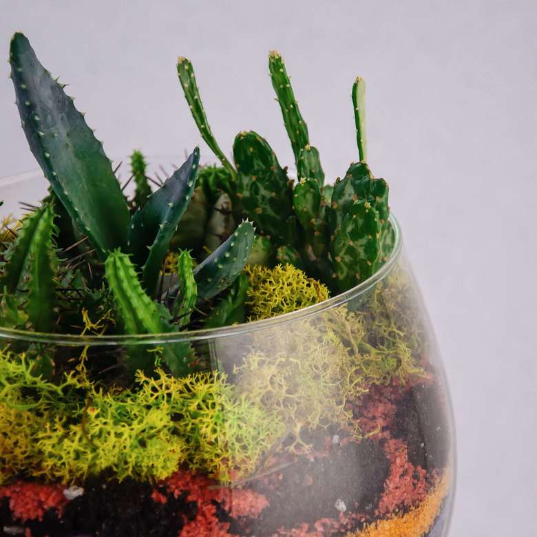 Кактус - микс 0024