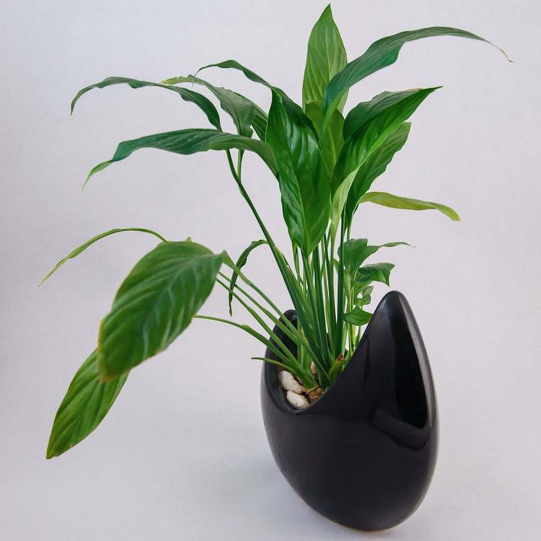 Спатифиллум в керамике 0026