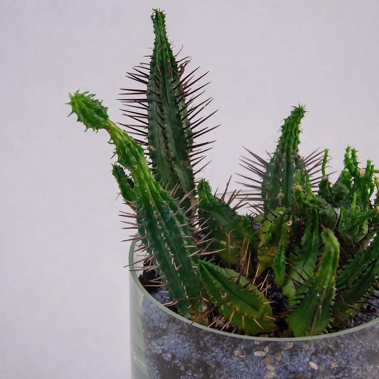 Кактус - микс 0031