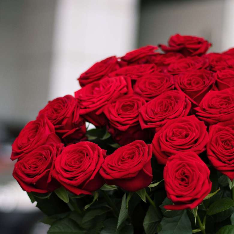 25 метровых роз 0135